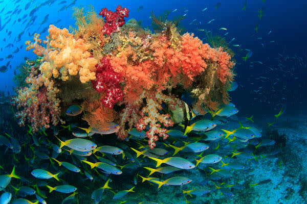 Alila Purnama - Ambon - Sorong -Day 5