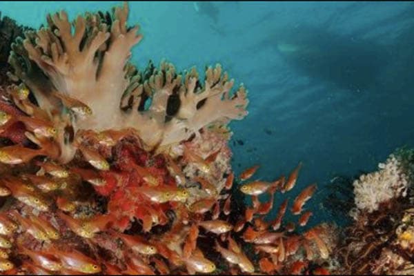 Alila Purnama - Raja Ampat (Charter Only) - Day 3