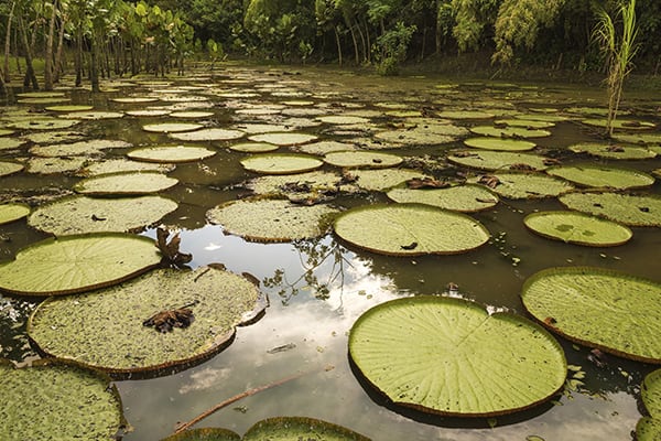 Amatista - Marañon, Amazonas & Ucayali