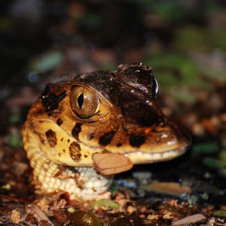 A head of a caiman