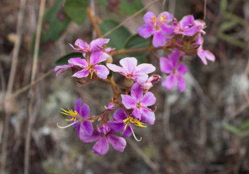 Orchid,Flowers,Blossoming,,Amazon,Jungle,,Madre,De,Dios,,Puerto,Maldonado,