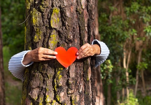 Human Arms Hugging A Tree Trunk In The Woods Holding a Heart