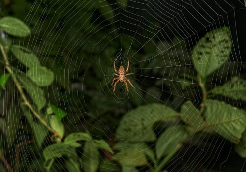 Spider,During,A,Night,Walk,In,The,Amazon