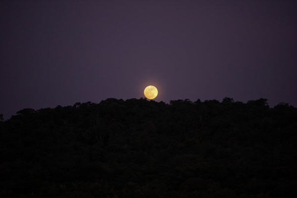 Amazon Dolphin - Amazonian Waters