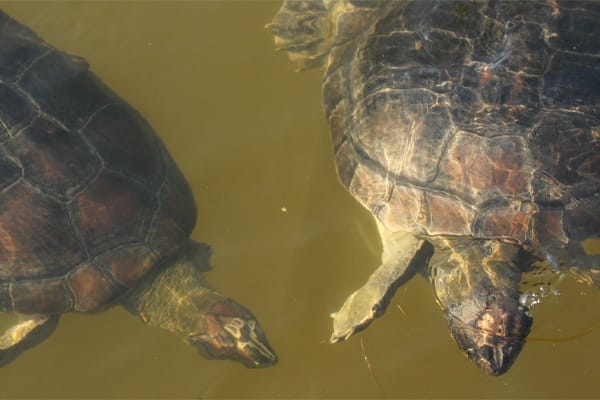 Amazon Dolphin - Deep Immersion