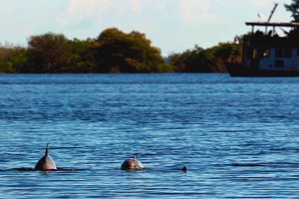 Amazon Eco Boat - Evasion Cruise
