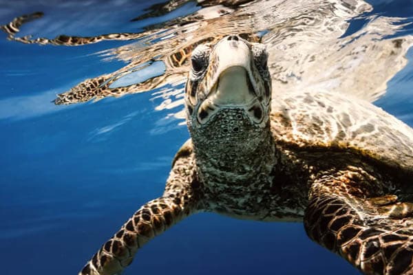 Aqua Lares - Aldabra & Seychelles’ Outer Islands​ - Day 9