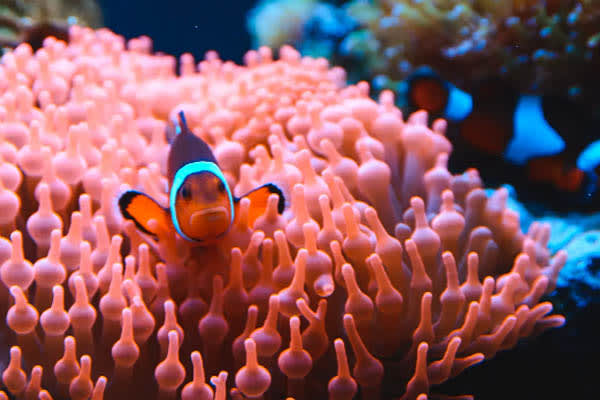 Aqua Lares - The Coralline Seychelles & Inner Islands - Day 2