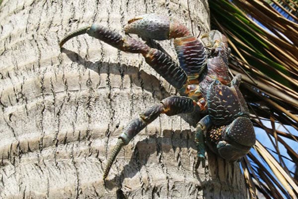 Aqua Lares - The Coralline Seychelles & Inner Islands - Day 3