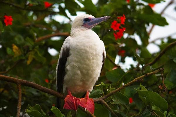 Aqua Lares - The Coralline Seychelles & Inner Islands - Day 5