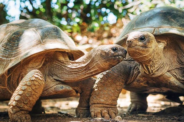 Aqua Lares - The Coralline Seychelles & Zanzibar, Tanzania: Mahe - Zanzibar - Day 4