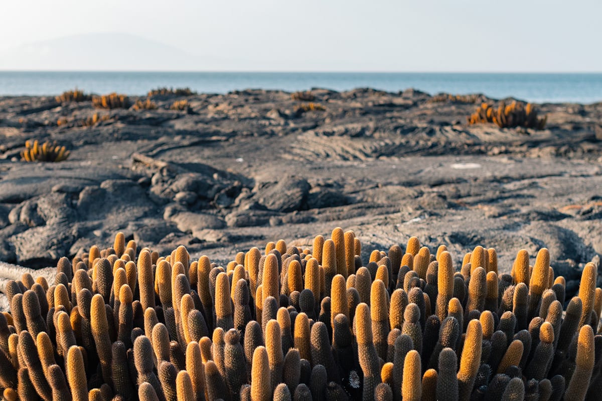 Aqua Mare - East & West Galapagos