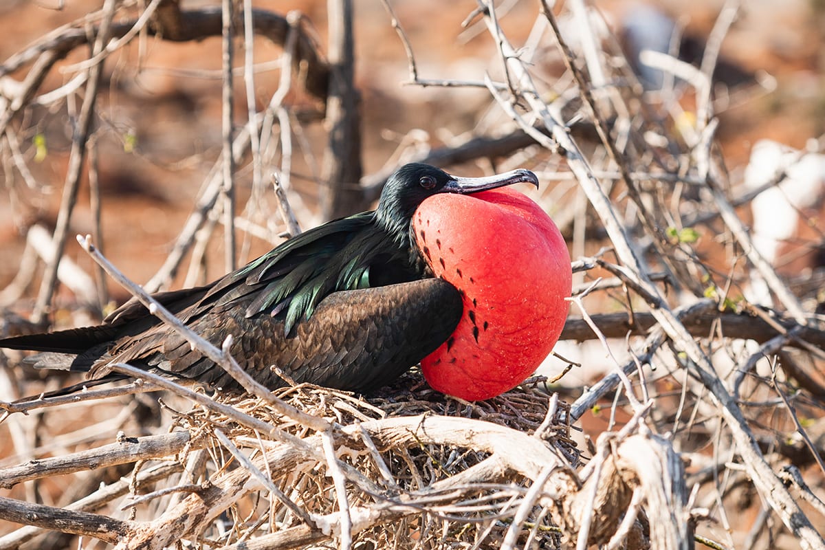 Aqua Mare - East & West Galapagos