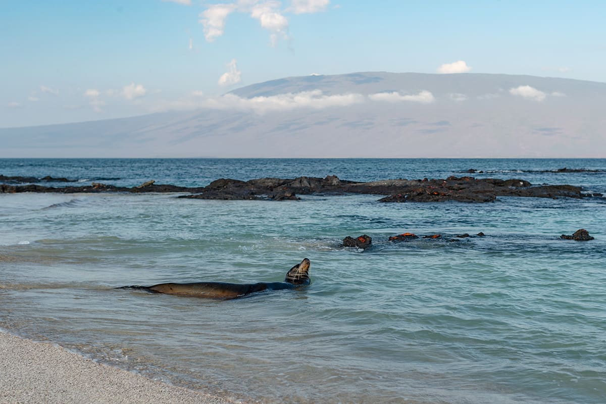 Aqua Mare - West Galapagos