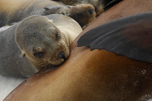 Nemo III's 4-Day Southern Islands Itinerary Day Four - Sea Lion Pup.