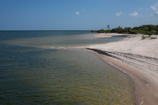 Belle Amazon - Essential Encounter