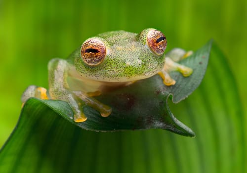 Tropical,Glass,Frog,From,Amazon,Rain,Forest,,Hyal