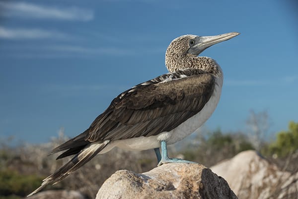 Nemo III's 8-Day Southern Islands Itinerary Day One - Blue-Footed Booby.