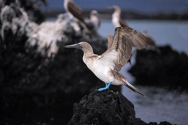 Endemic’s 8-Day 'B' Itinerary Day Two - Blue-Footed Booby.