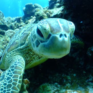 A turtle under water