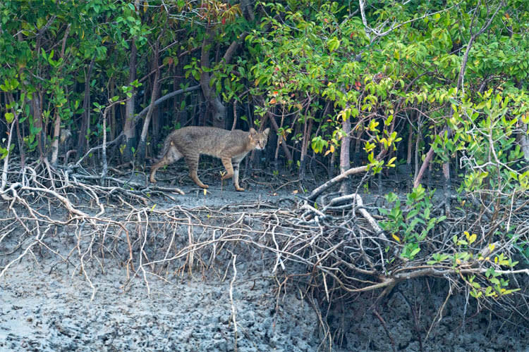 Catamaran - Amazon of the East - Day 2