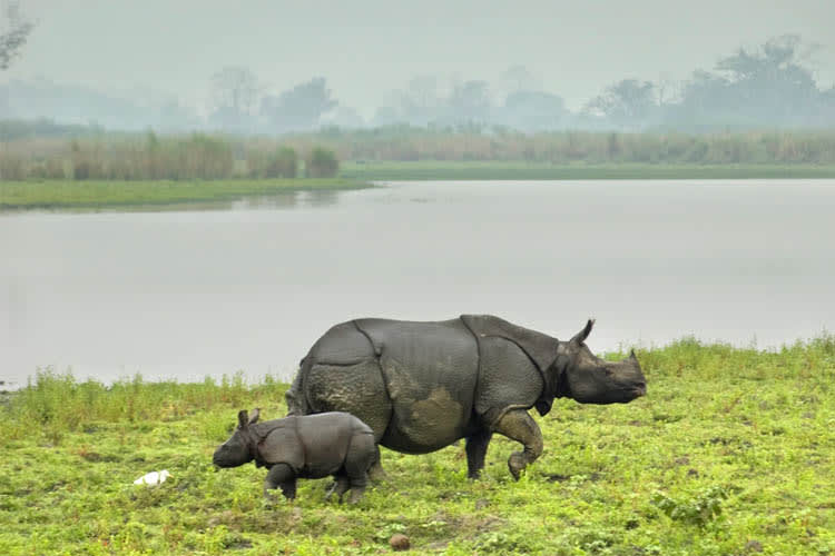 Charaidew II - Brahmaputra Taster - Day 3