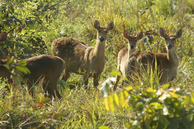 Charaidew II - Rhinos & More - Day 6