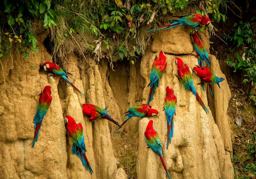 Red,Parrots,On,Clay,Lick,Eating,Minerals,,Red,And,Green