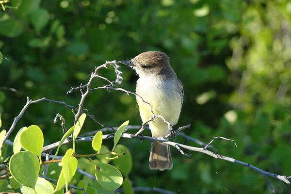 Bonita’s 7-Day Western Itinerary Day Four - Darwin Finch.