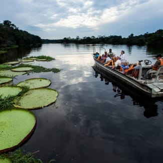 Victoria Regia Lilly Pad