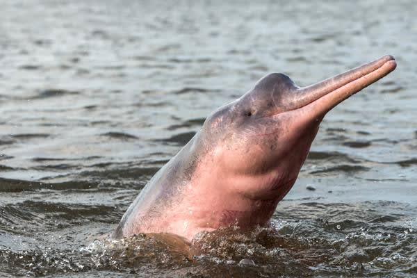 Delfin II - Upper Amazon