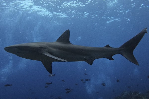 Diver II - Diving Itinerary