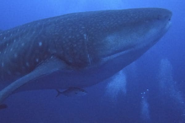 Diver II - Diving Itinerary