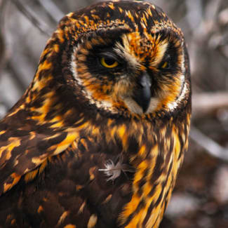 Brown and gold owl