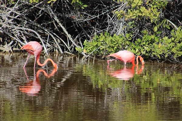 Elite’s 8-Day Itinerary 'B' Day Seven - Flamingo Sighting.