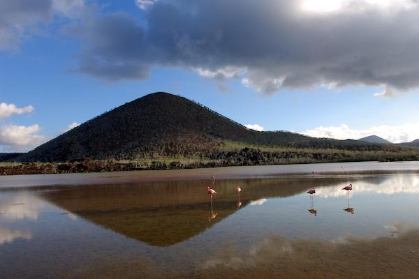 Endemic’s 8-Day 'B' Itinerary Day Six - Flamingos at Floreana Island.