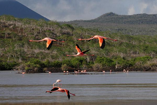 Seaman Journey’s 11-Day Itinerary Day Five - Flamingos Flying.