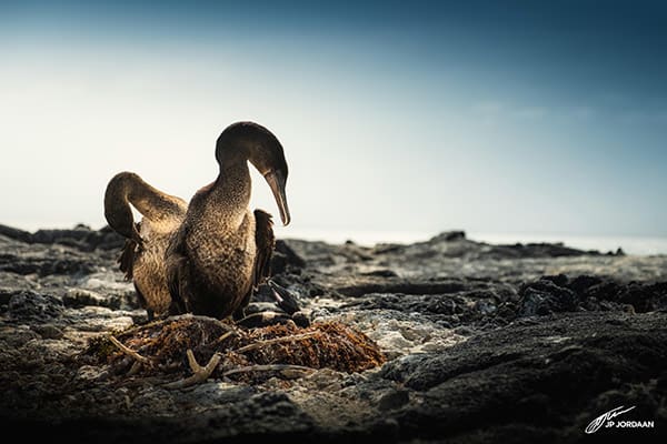Origin's 8-Day Itinerary B Day Four - Flightless Cormorant Sighting.