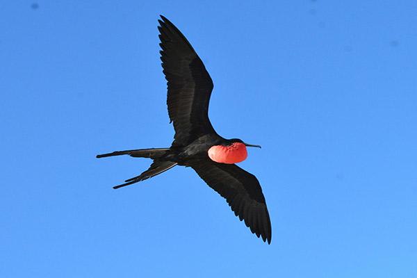 Endemic’s 6-Day 'E' Itinerary Day Three - Frigate Bird flying overhead.