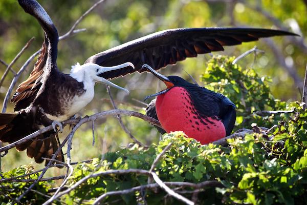 Origin's 15-Day Itinerary 'A+B' Day Two - Frigate Bird.