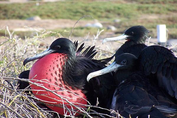 Ocean Spray's 6-Day Itinerary 'B' Day Three - Frigate Birds.