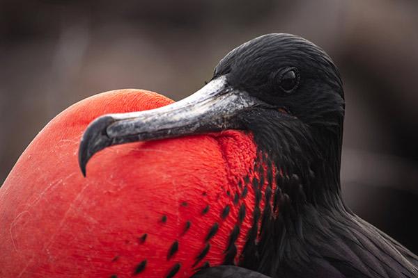 Calipso’s 8-Day Naturalist Itinerary Day Five - Frigatebird.