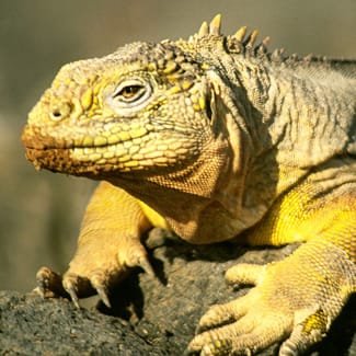 Yellow iguana