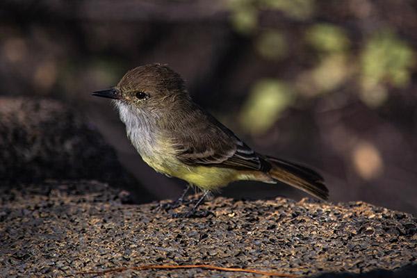 Origin's 8-Day Itinerary B Day Six - Finch Sighting.
