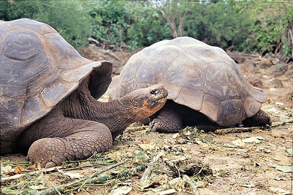 Isabela II’s 5-Day Western Itinerary Day One - Giant Galapagos Tortoise.