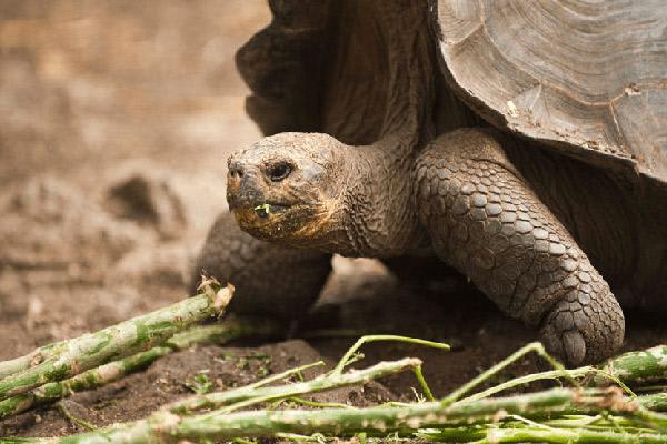 Nemo III's 5-Day Southern Islands Itinerary Day Five - Giant Tortoise Up Close.
