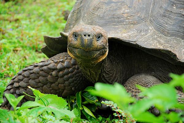 Endemic’s 8-Day 'B' Itinerary Day Four - Galapagos Giant Tortoise Up Close.