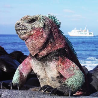 A large iguana and Isabella Yacht in the background
