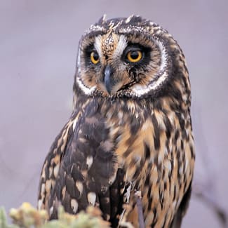An owl sitting on a branch