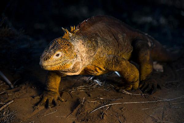 Integrity's 8-Day Eastern Islands Itinerary Day Four -  Land Iguana.